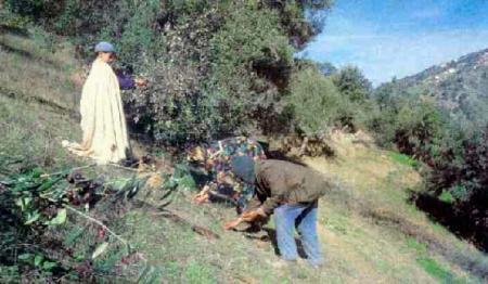 Alekedh nouzemour(R�colte des olives)